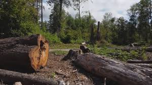 Best Firewood Processing and Delivery  in Bluffdale, UT