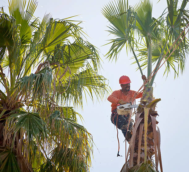 Best Hazardous Tree Removal  in Bluffdale, UT